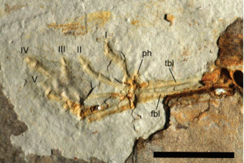 FAUNA NEWS Um fóssil encontrado pela metade e sua importância para a história dos anuros