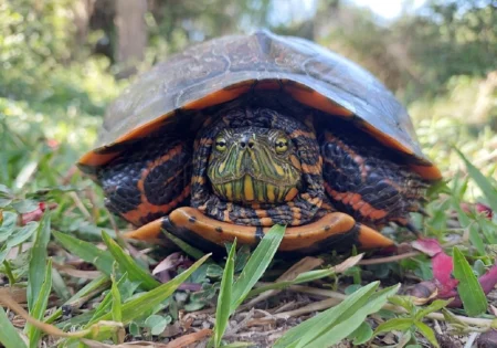 FAUNA NEWS Tartarugas, cágados e jabutis: conheça as principais diferenças