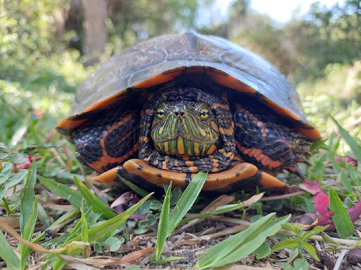 FAUNA NEWS Tartarugas, cágados e jabutis: conheça as principais diferenças