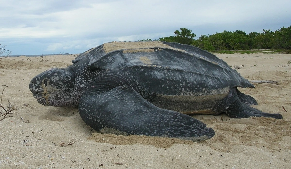 FAUNA NEWS Tartarugas, cágados e jabutis: conheça as principais diferenças