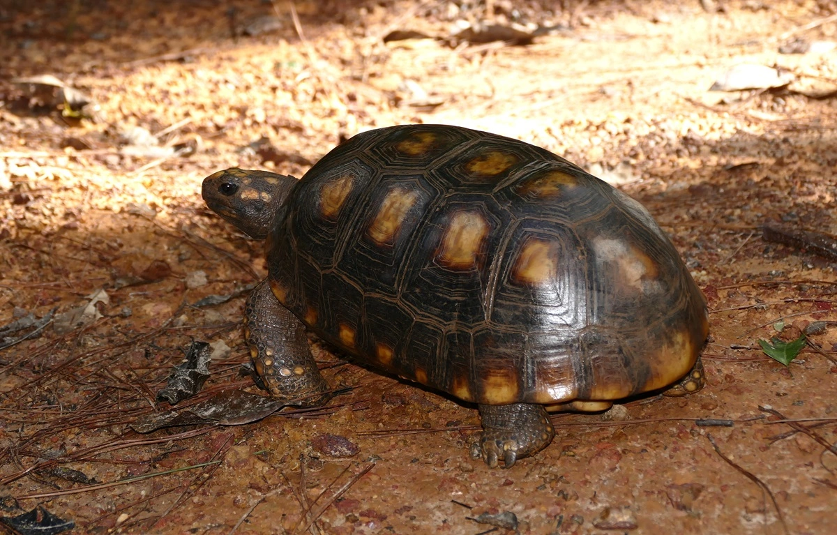 FAUNA NEWS Tartarugas, cágados e jabutis: conheça as principais diferenças