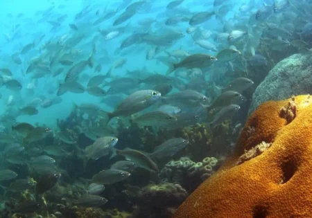 FAUNA NEWS Perda de 25% dos corais brasileiros pode eliminar até metade das espécies de peixes