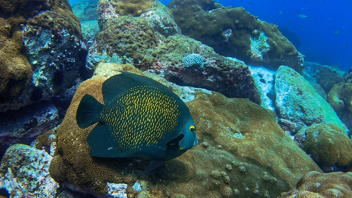 FAUNA NEWS O mundo submerso do litoral do Paraná