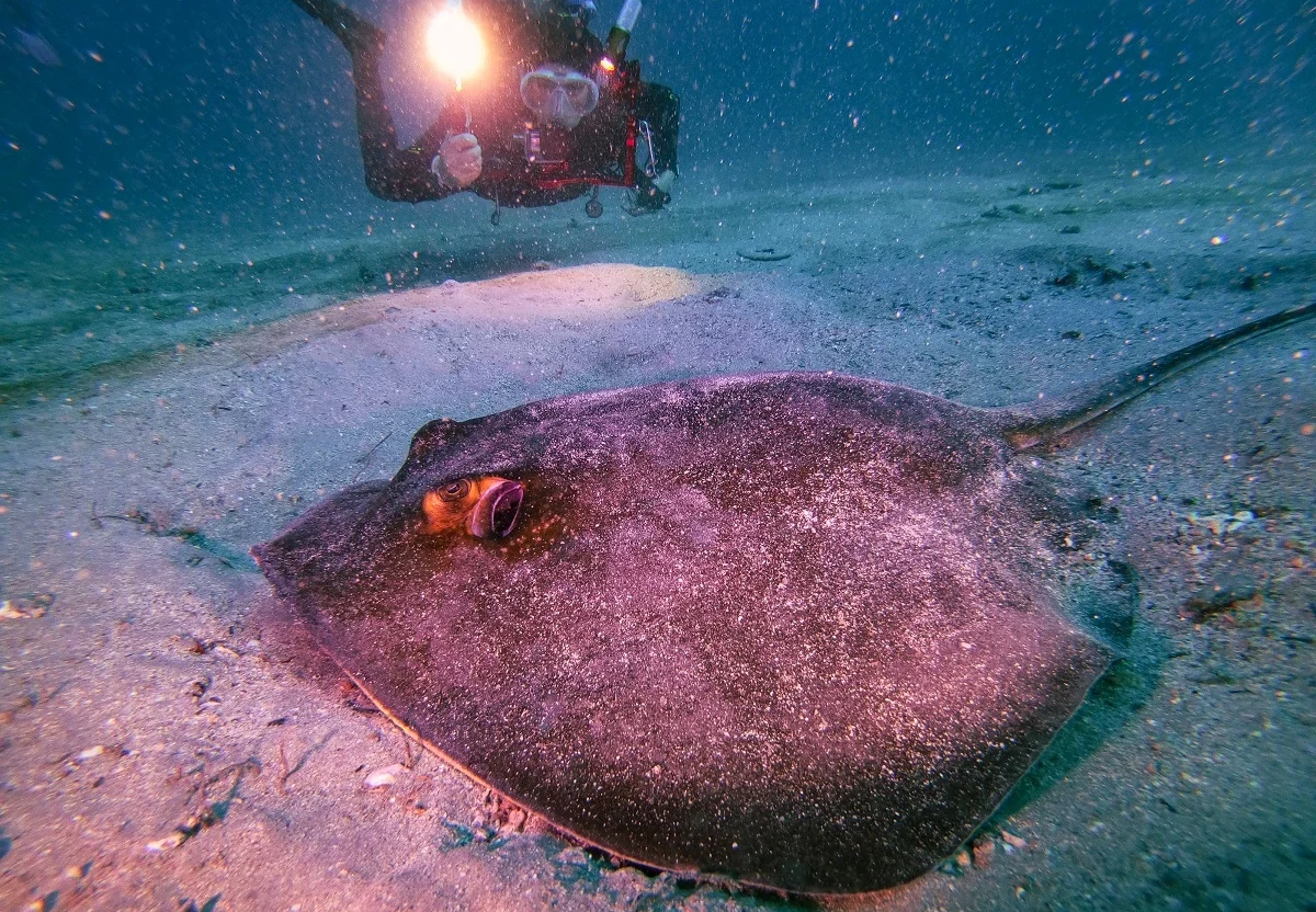 FAUNA NEWS O mundo submerso do litoral do Paraná