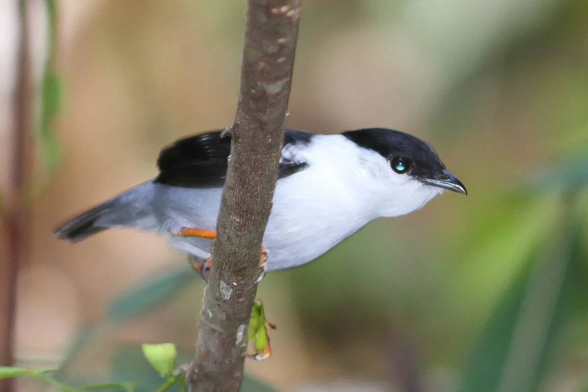 FAUNA NEWS Urbanização reduz em 50% de espécies de aves na região de João Pessoa (PB)