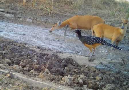 FAUNA NEWS Justiça determina que governo do MT libere ajuda a fauna do Pantanal