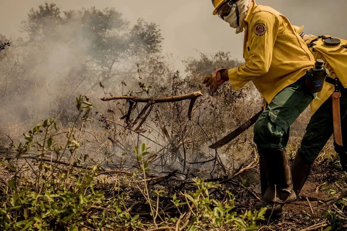 FAUNA NEWS Incêndios, fome e sede: a realidade da fauna pantaneira no MT