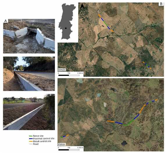 FAUNA NEWS Cercas de concreto reduzem mortalidade de anfíbios em rodovias de Portugal