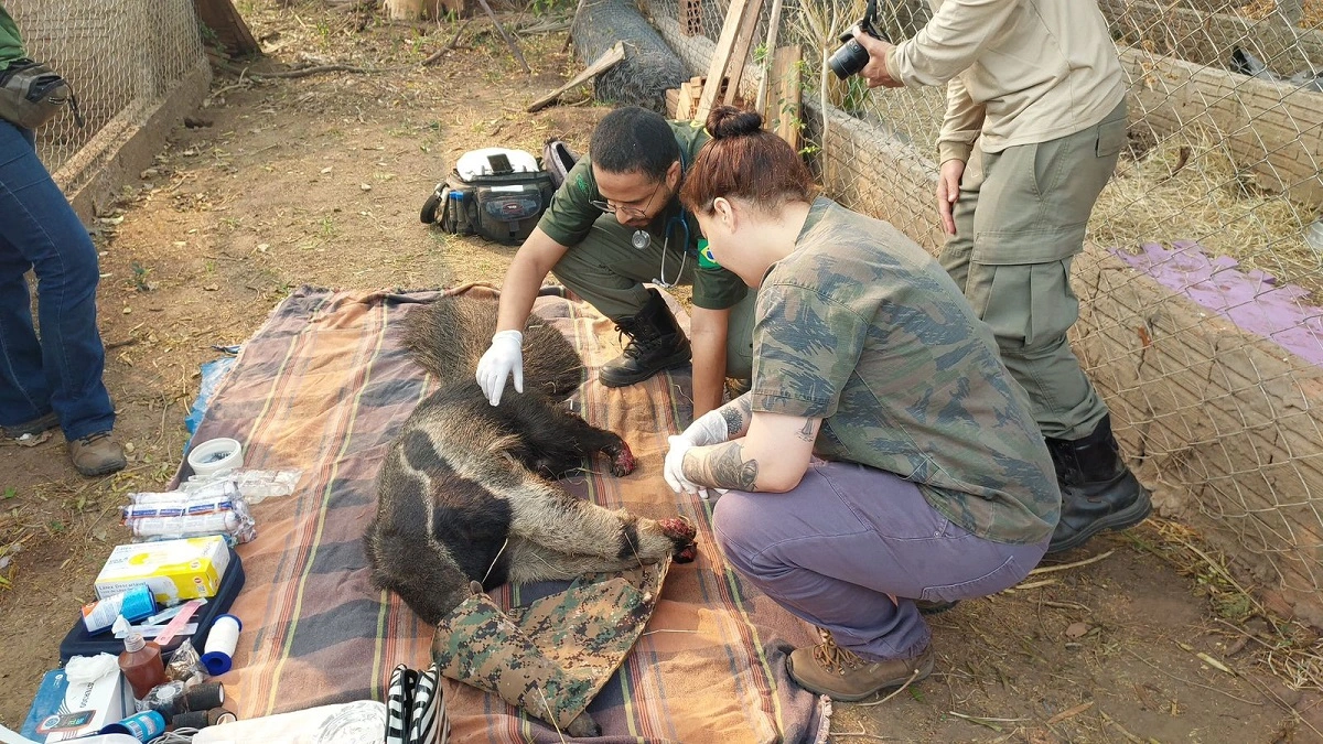 FAUNA NEWS Pantanal em chamas: “os animais estão chorando e não há morfina que amenize a dor que estão sentindo”