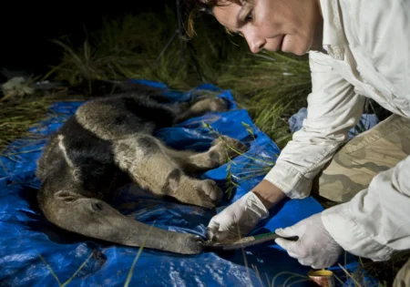 FAUNA NEWS Pantanal em chamas: “os animais estão chorando e não há morfina que amenize a dor que estão sentindo”