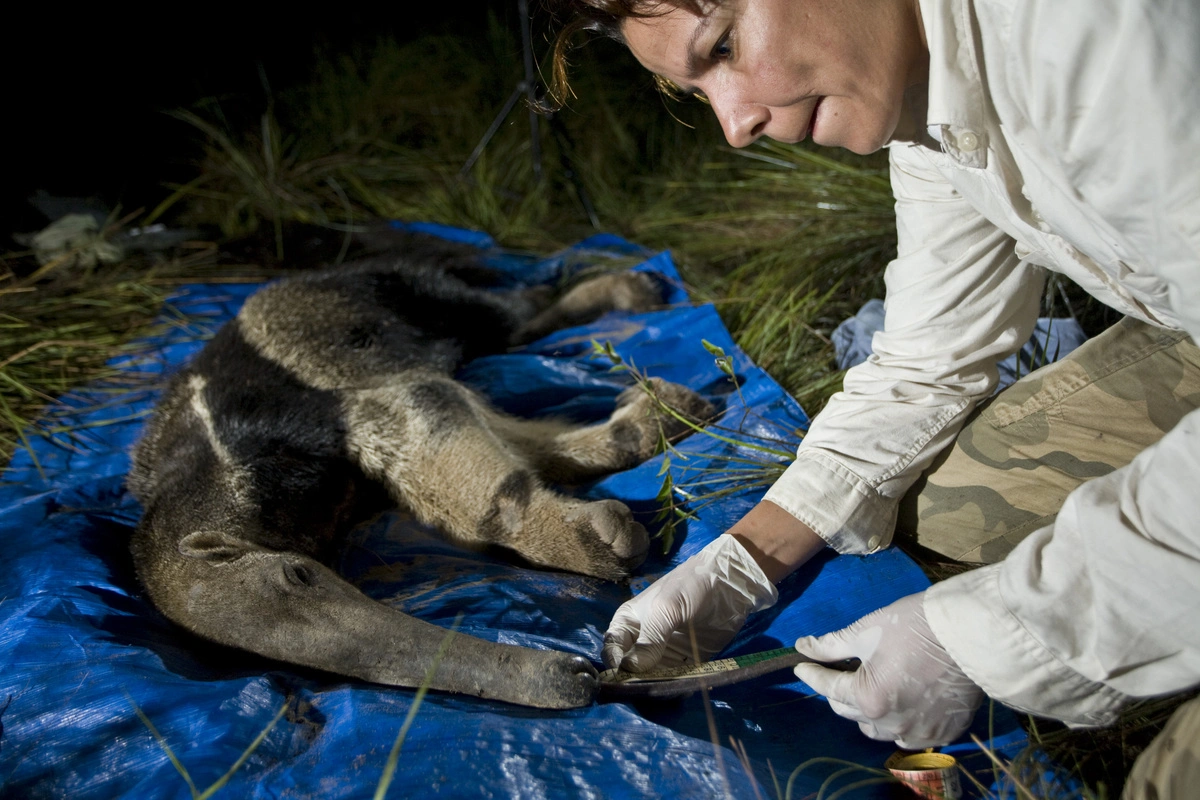 FAUNA NEWS Pantanal em chamas: “os animais estão chorando e não há morfina que amenize a dor que estão sentindo”