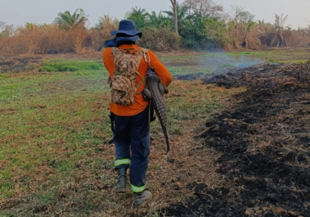 FAUNA NEWS Incêndios, fome e sede: a realidade da fauna pantaneira no MT