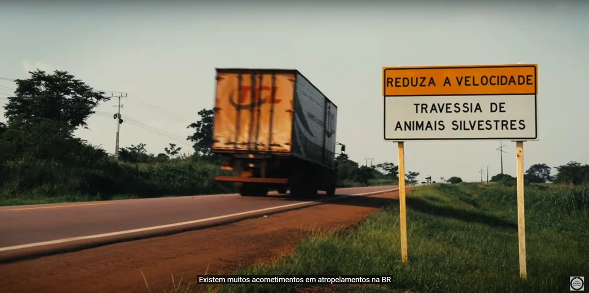 FAUNA NEWS Documentário mostra impacto da BR-163, a rodovia da soja, sobre fauna e comunidades