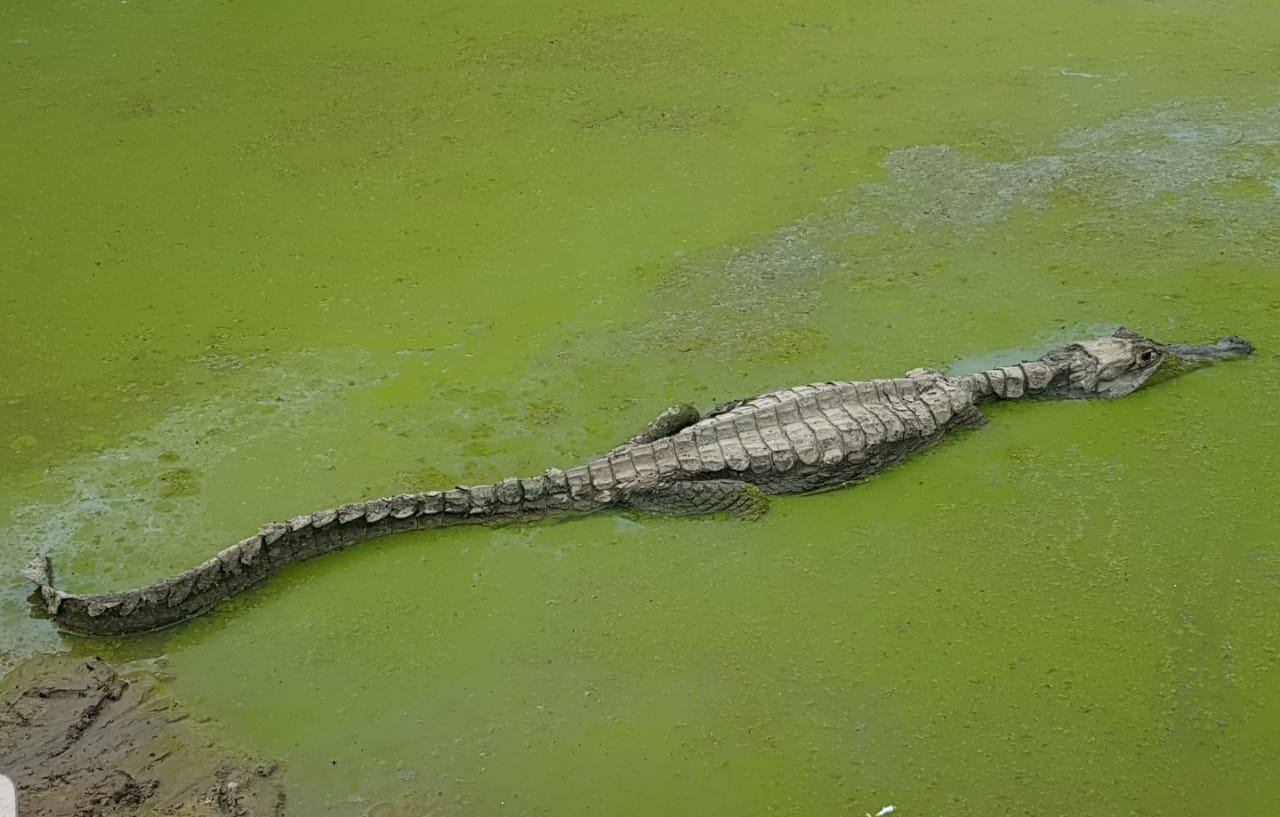 FAUNA NEWS A culpa (não) é só do clima