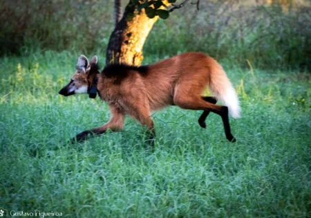 FAUNA NEWS Fotografando o lobo-guará