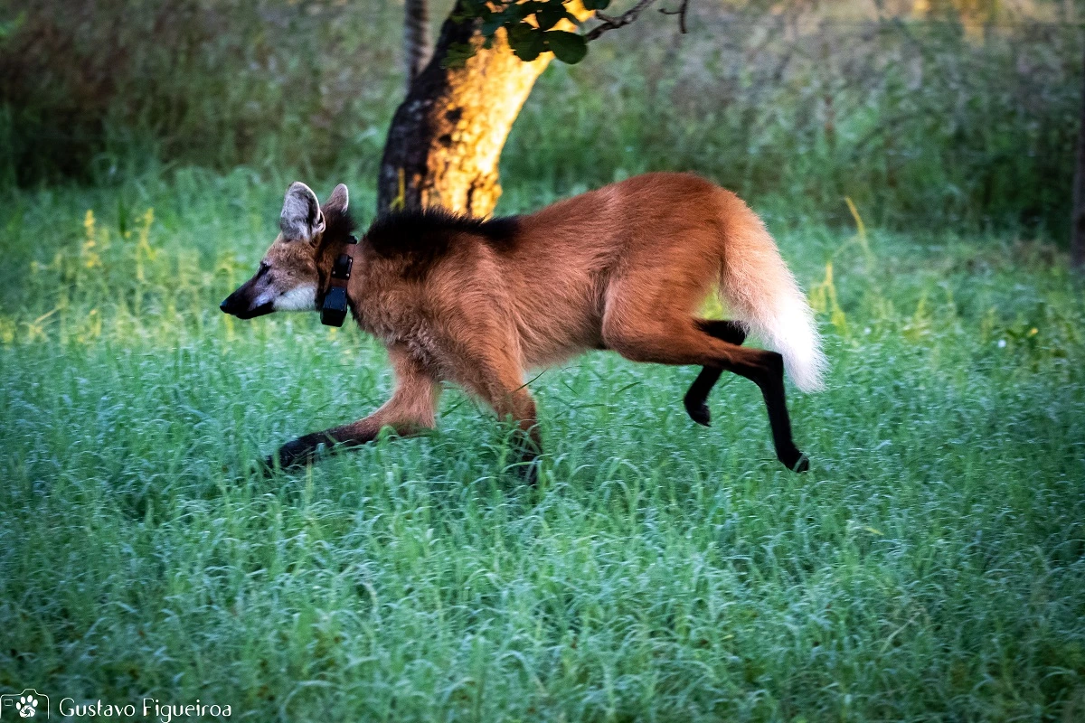 FAUNA NEWS Fotografando o lobo-guará