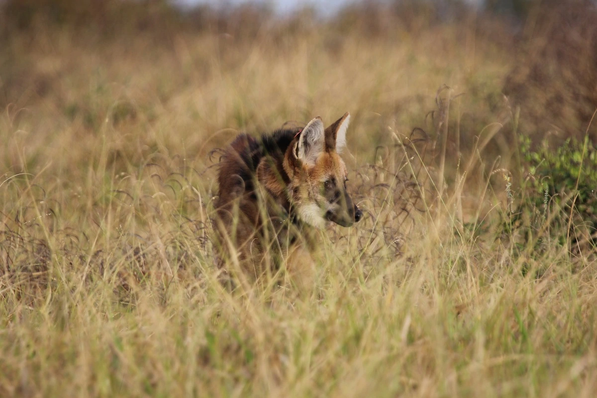 FAUNA NEWS Fotografando o lobo-guará