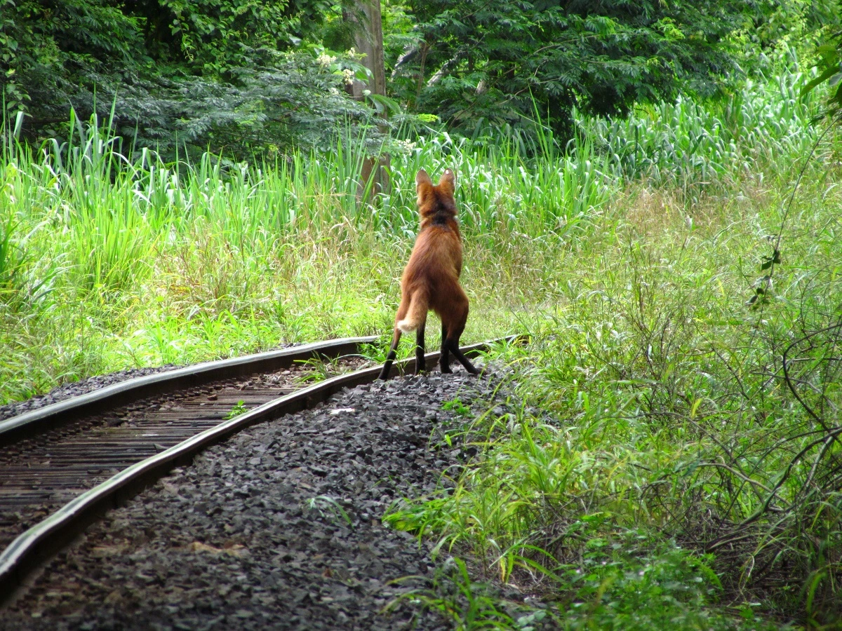 FAUNA NEWS Fotografando o lobo-guará