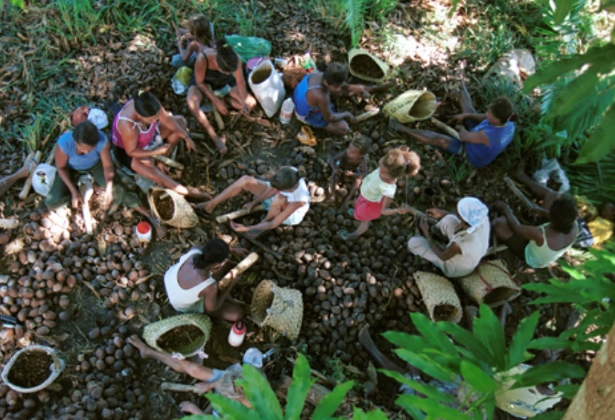 FAUNA NEWS As quebradeiras de coco-babaçu: um conto sobre Ecofeminismo e Capitalismo Patriarcal