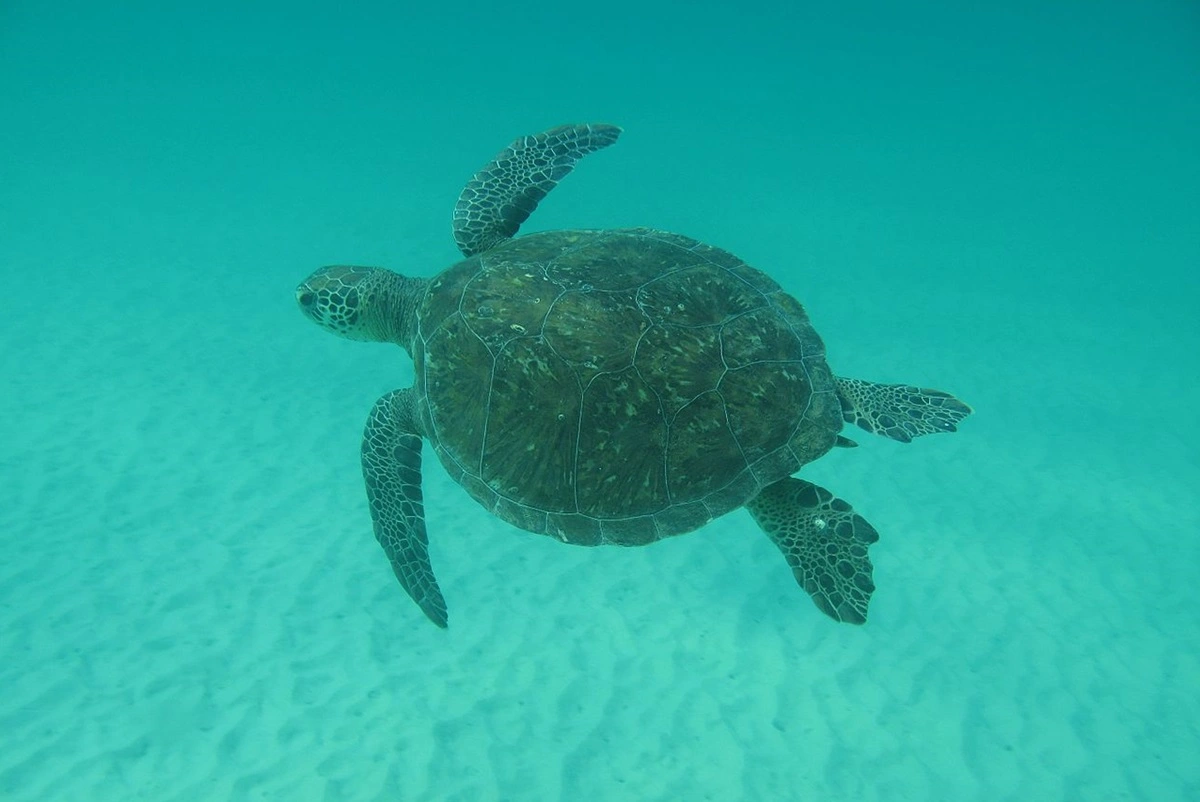 FAUNA NEWS Plástico foi encontrado na maioria das tartarugas-verdes encontradas mortas no RJ