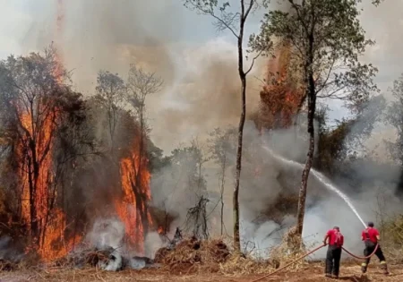 FAUNA NEWS Estado, incêndios e biodiversidade: uma reflexão sobre obrigações