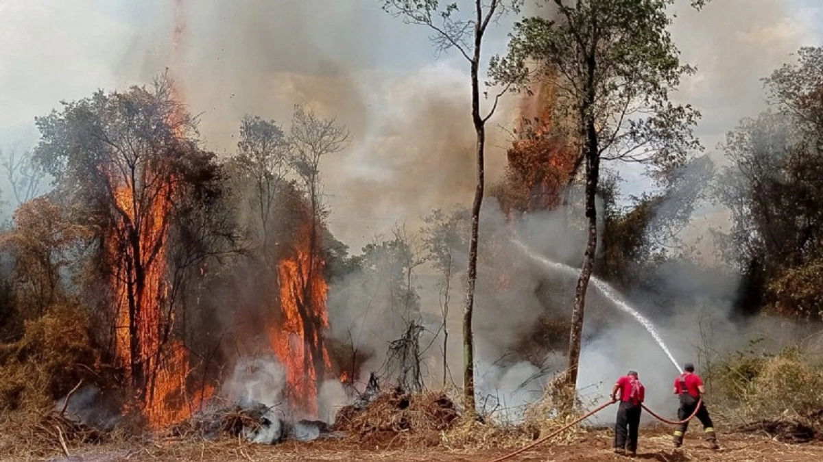 FAUNA NEWS Estado, incêndios e biodiversidade: uma reflexão sobre obrigações