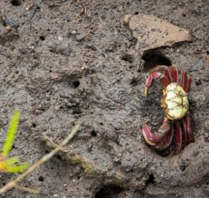 FAUNA NEWS Você sabia que caranguejos são os engenheiros dos manguezais?