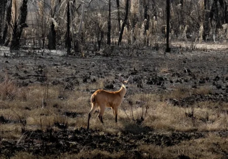 FAUNA NEWS Apoie a fauna resgatada dos incêndios: veja quais instituições precisam de doações