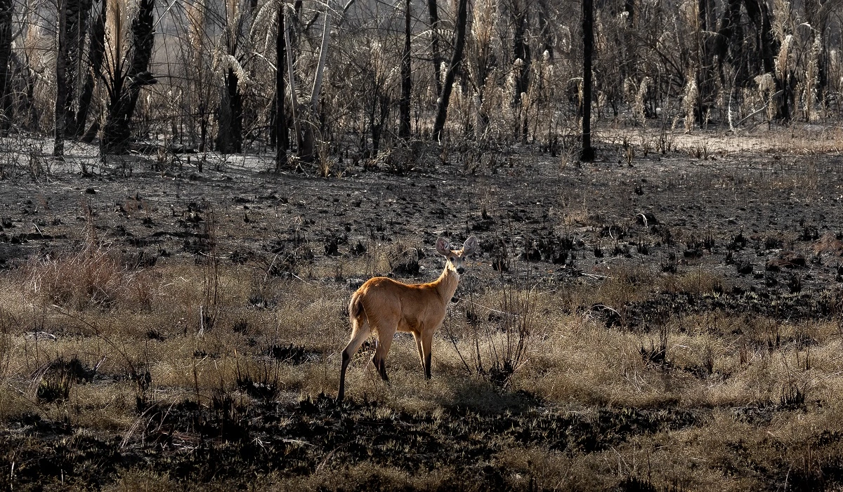 FAUNA NEWS Apoie a fauna resgatada dos incêndios: veja quais instituições precisam de doações