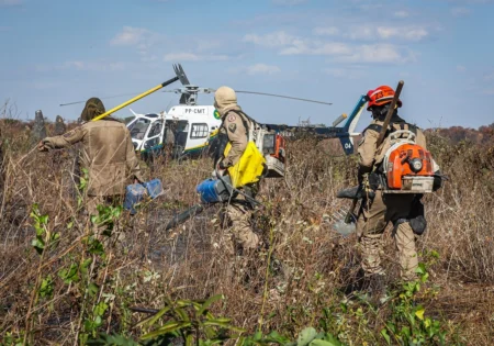 FAUNA NEWS Incêndios no MT ameaçam uma das maiores populações de onças-pintadas do mundo