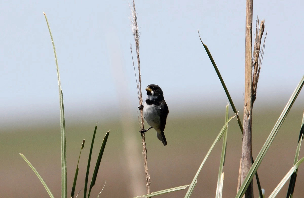 FAUNA NEWS O silêncio dos insetos na primavera de Rachel Carson