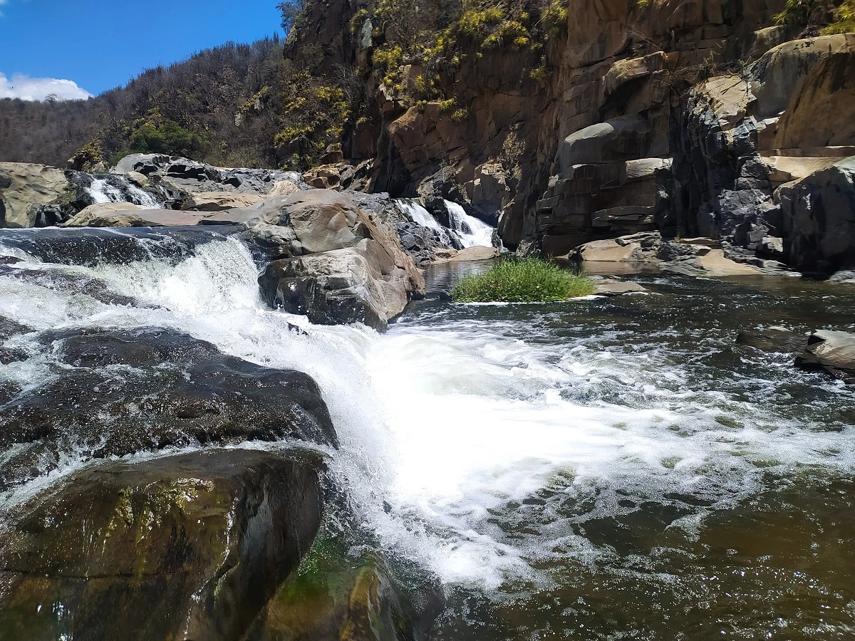 FAUNA NEWS E tem peixes na Caatinga? Conheça a ictiofauna do bioma