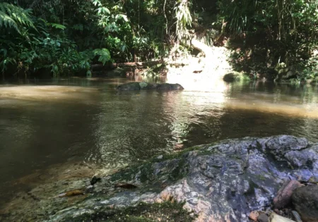 FAUNA NEWS Educação ambiental aplicada a uma visitação em Unidade de Conservação