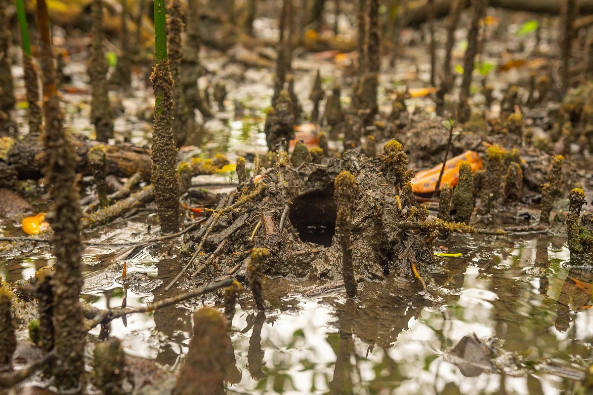 FAUNA NEWS Você sabia que caranguejos são os engenheiros dos manguezais?