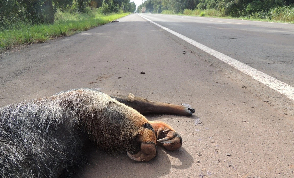 FAUNA NEWS Além das colisões: como aproveitar carcaças encontradas nas rodovias