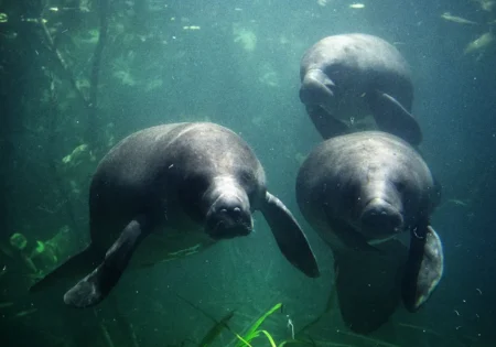 FAUNA NEWS Enquanto os rios secam, peixes-bois ficam expostos à caça na Amazônia