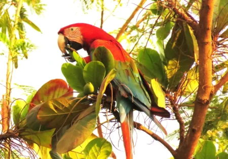 FAUNA NEWS Rede OrnitoMulheres se junta ao CRBio-01 em desafio de observação de aves