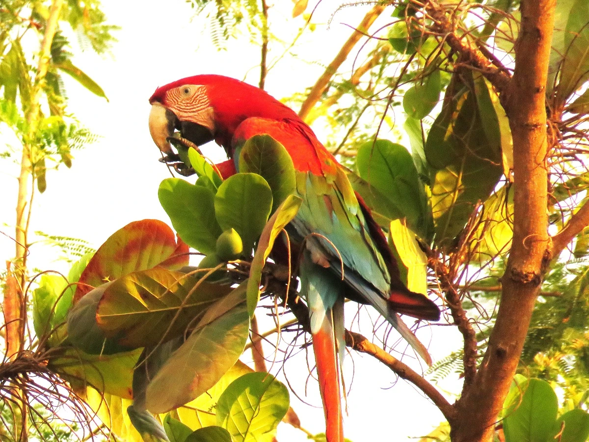 FAUNA NEWS Rede OrnitoMulheres se junta ao CRBio-01 em desafio de observação de aves