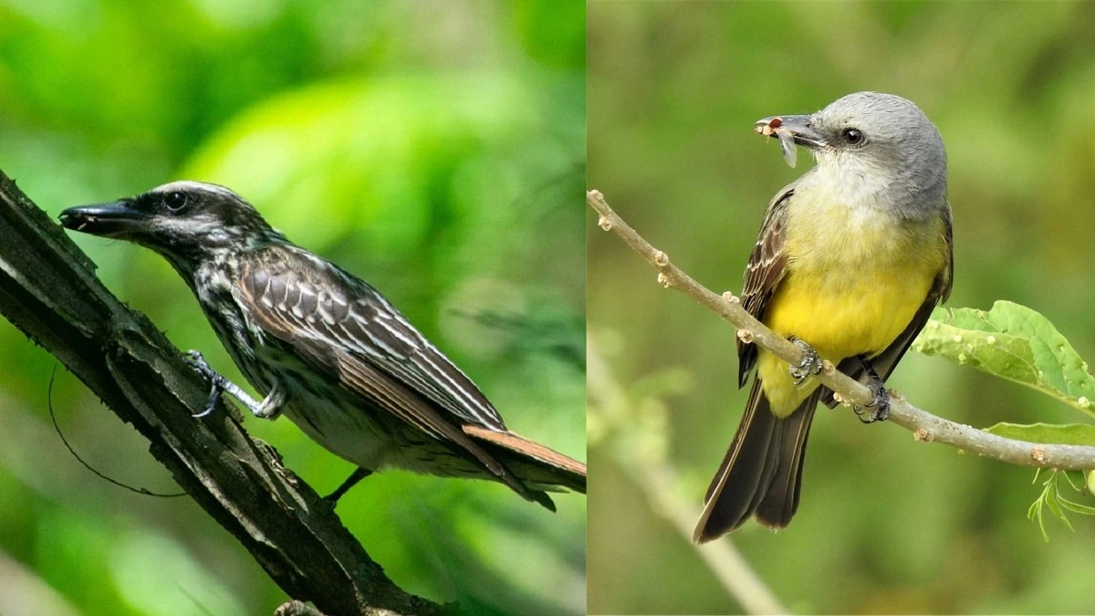 FAUNA NEWS Pássaros que só aparecem na primavera no sudeste do Brasil