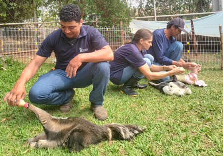 FAUNA NEWS Quais profissionais atuam em um centro de triagem e reabilitação de fauna?