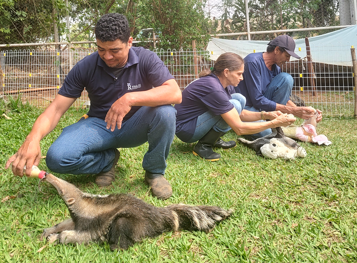 FAUNA NEWS Quais profissionais atuam em um centro de triagem e reabilitação de fauna?