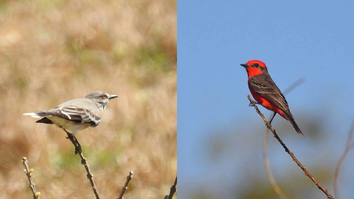 FAUNA NEWS Pássaros que só aparecem na primavera no sudeste do Brasil