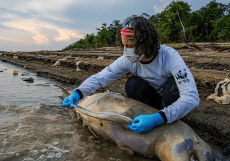 FAUNA NEWS Crise da biodiversidade: relatório aponta para pontos de não retorno para ecossistemas