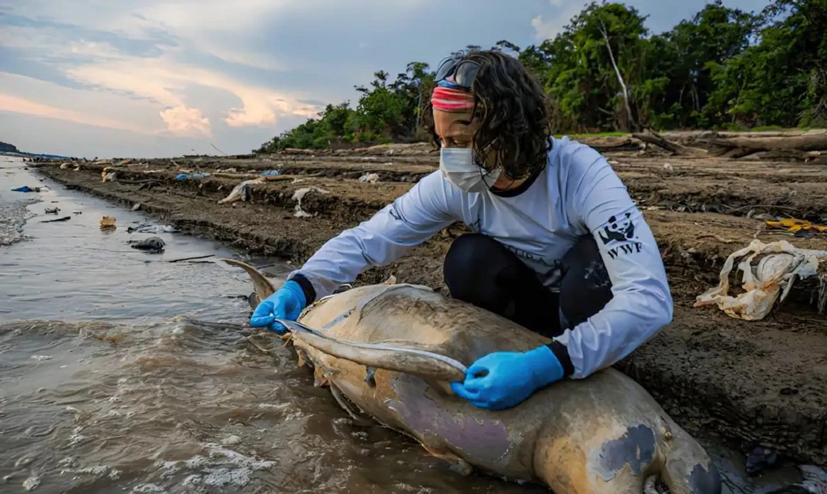 FAUNA NEWS Crise da biodiversidade: relatório aponta para pontos de não retorno para ecossistemas