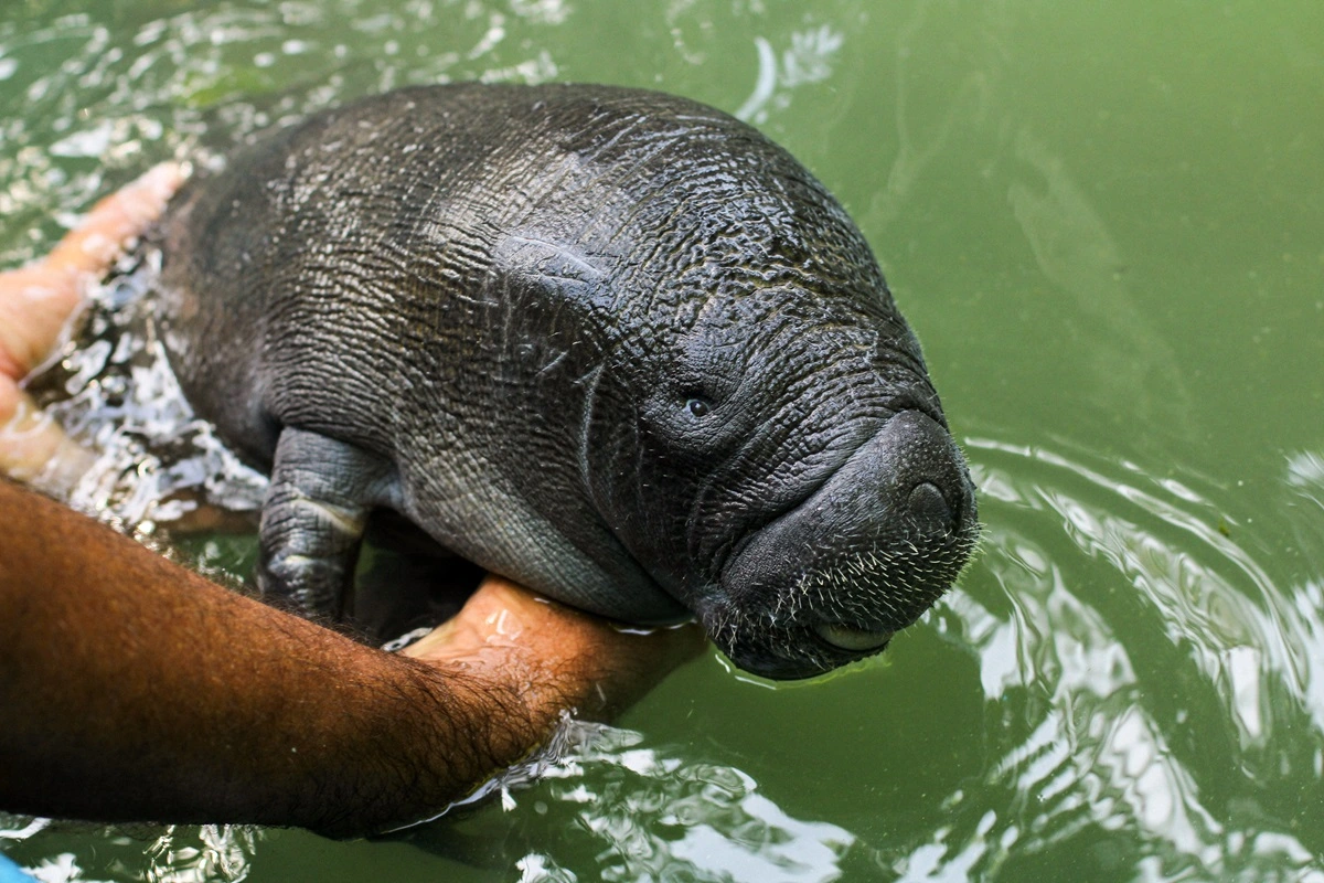 FAUNA NEWS Enquanto os rios secam, peixes-bois ficam expostos à caça na Amazônia