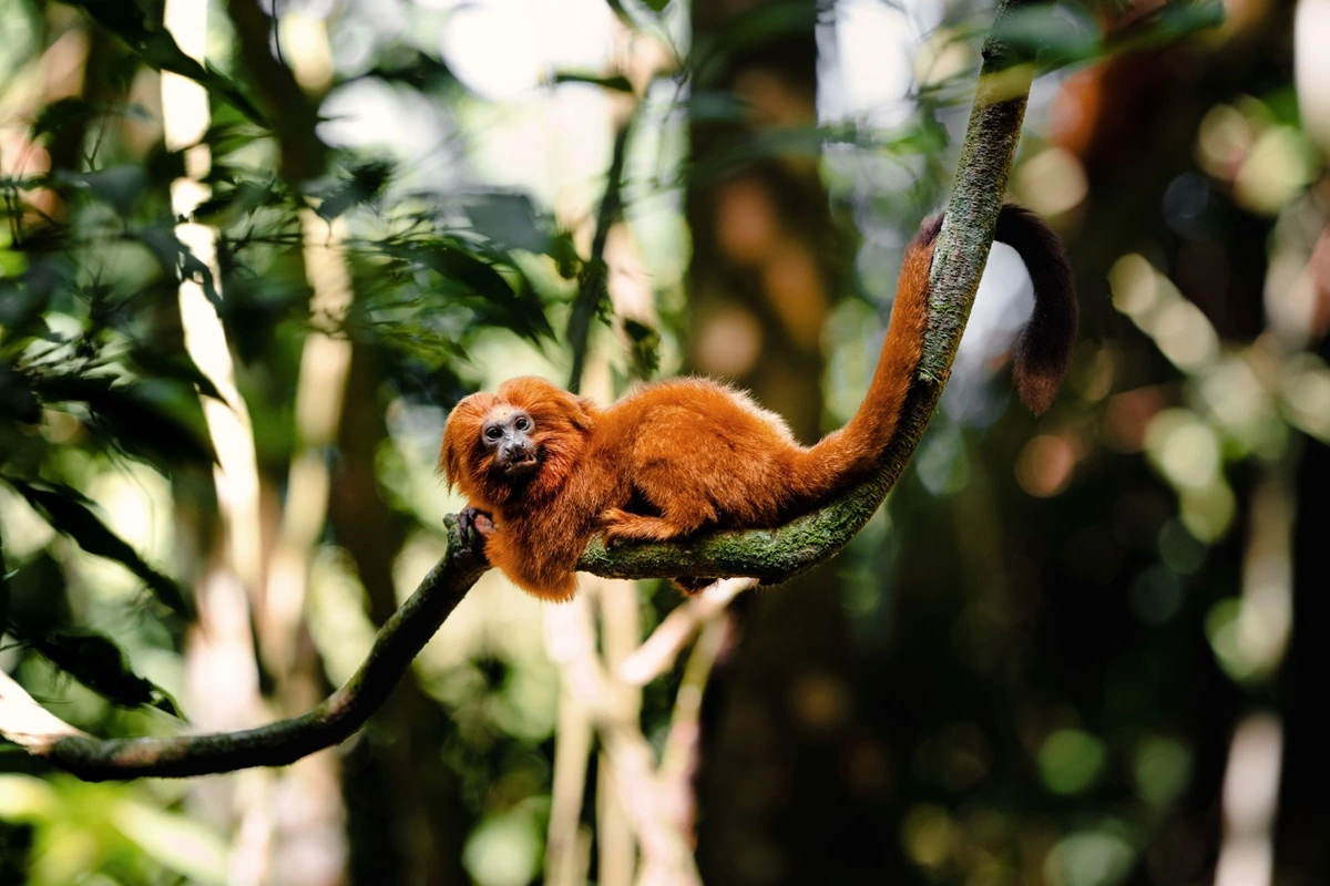 FAUNA NEWS FAUNA NEWS Parque Ecológico Mico-Leão-Dourado (RJ) agora é unidade de conservação