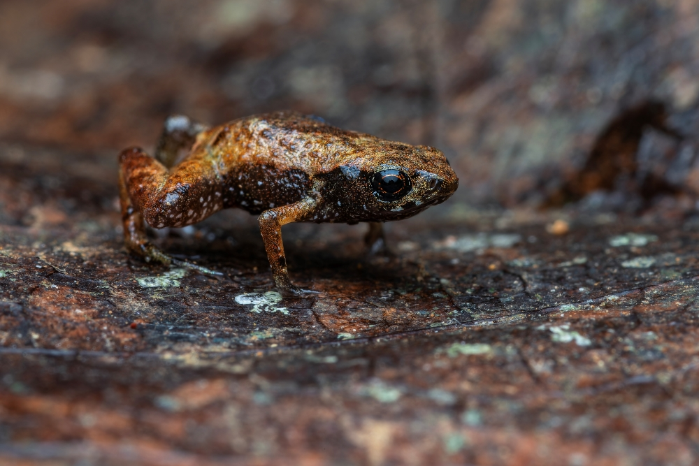 FAUNA NEWS Sapo da Mata Atlântica é o é o segundo menor vertebrado conhecido no mundo