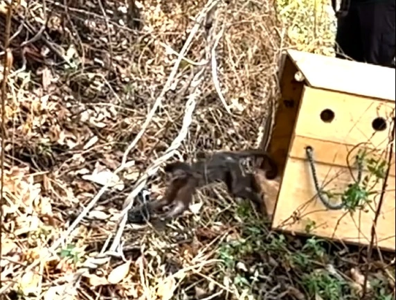 FAUNA NEWS Animais vítimas de incêndios são devolvidos à natureza em SP