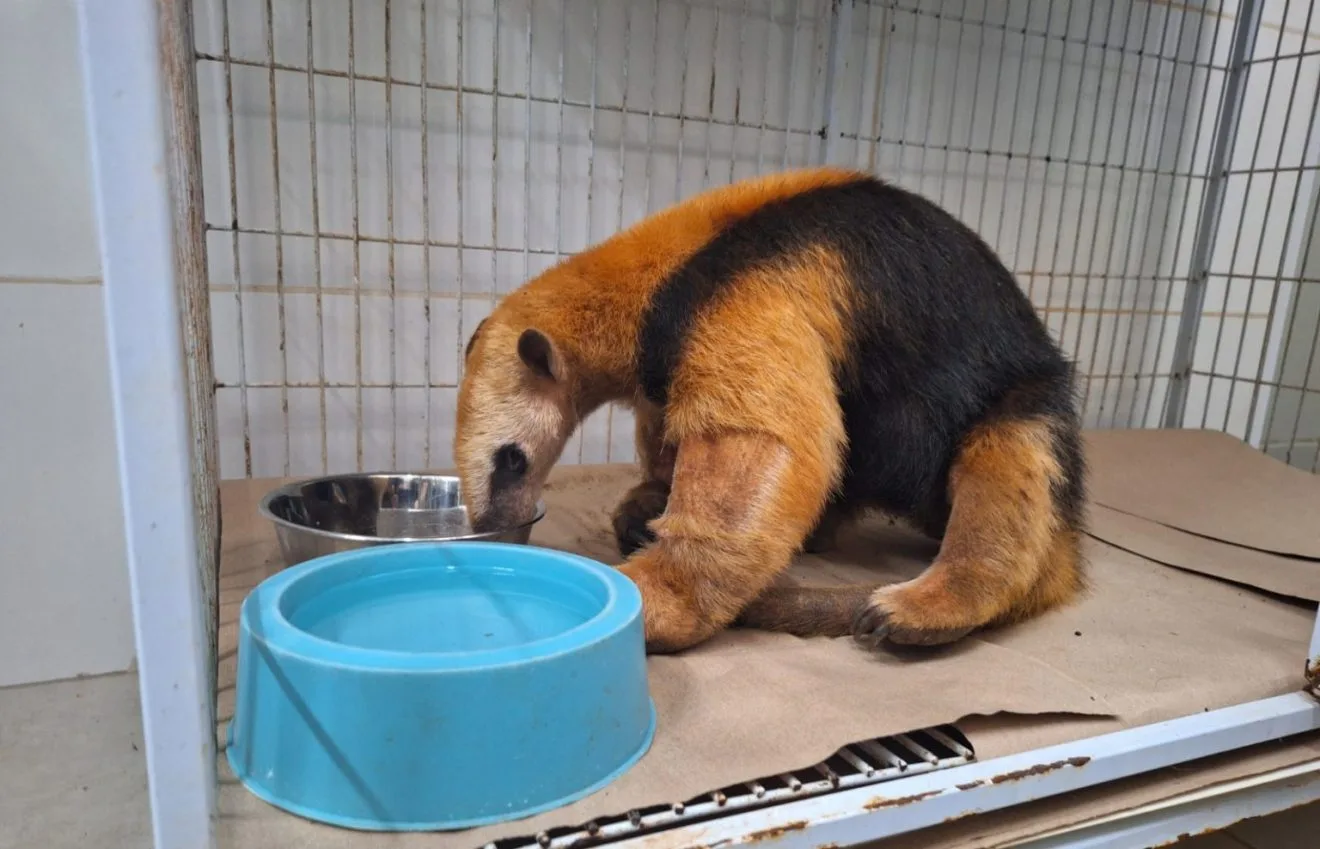 FAUNA NEWS Animais vítimas de incêndios são devolvidos à natureza em SP