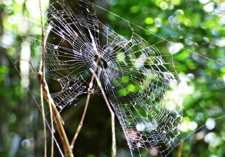 FAUNA NEWS Teias de aranha são usadas para identificar microplástico na atmosfera